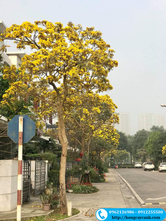 Hình cây hoa phong linh vàng trồng trên đường phố rất đẹp