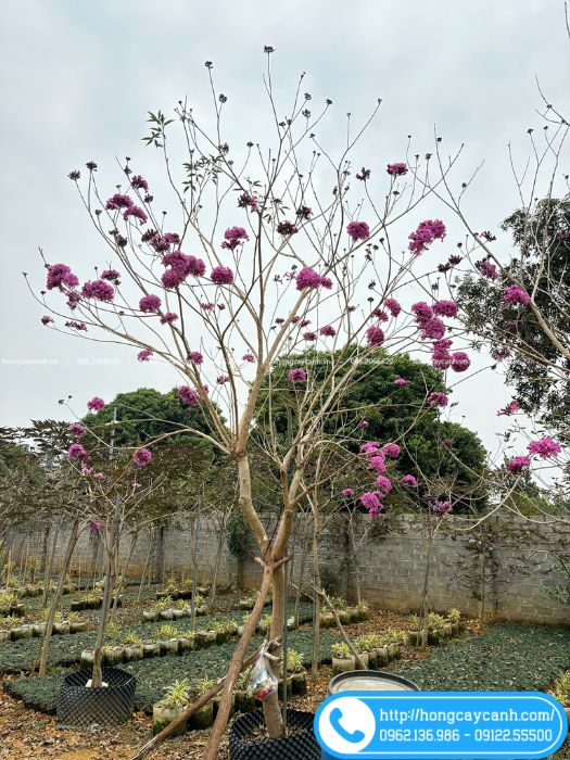 Cây phong linh tím cao từ 5-8m