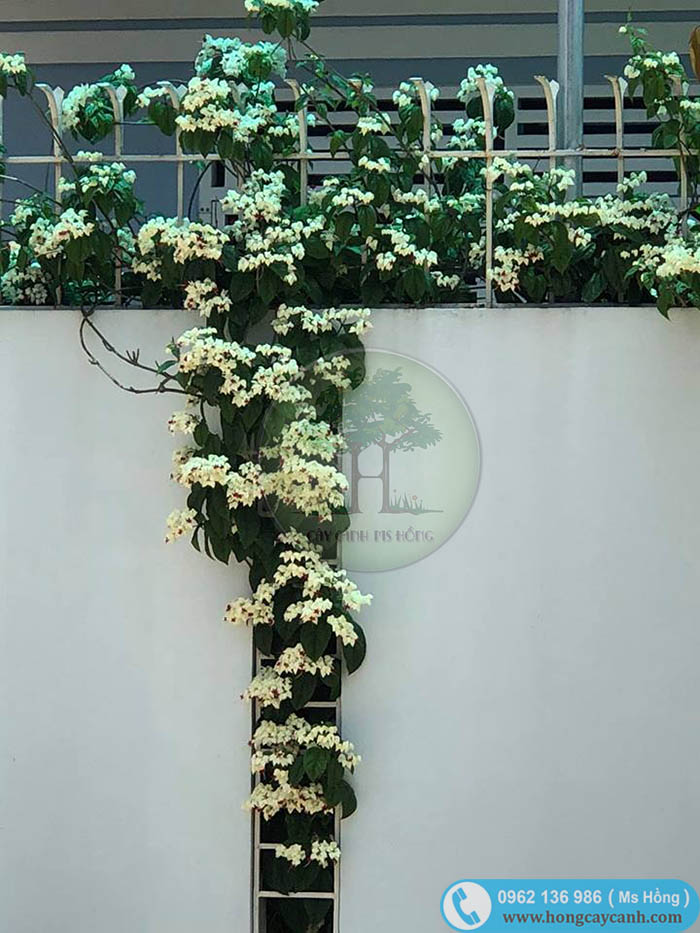Cây hoa ngọc nữ leo tường