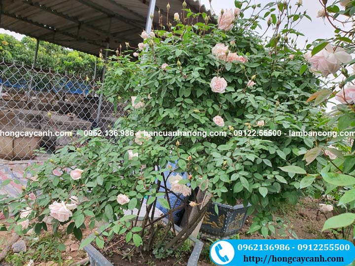 Cây hoa hồng đào trồng trong chậu