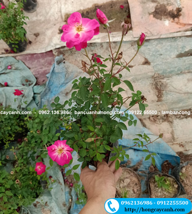 Cây hồng quế trồng bầu