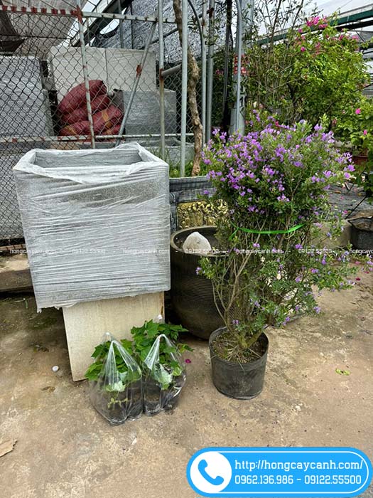 Cây linh sam cao 1m - 1m2