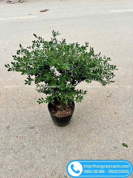 Cây linh sam tím cao 50cm