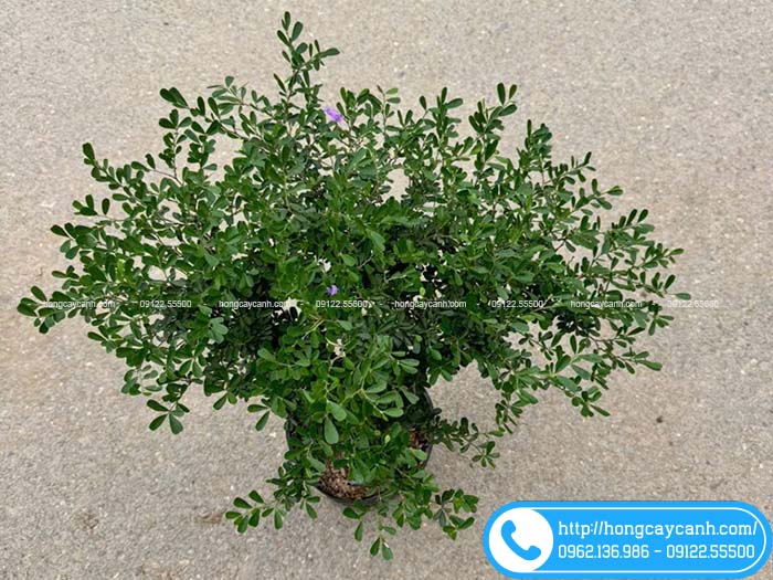 Cây linh sam tím giá tốt