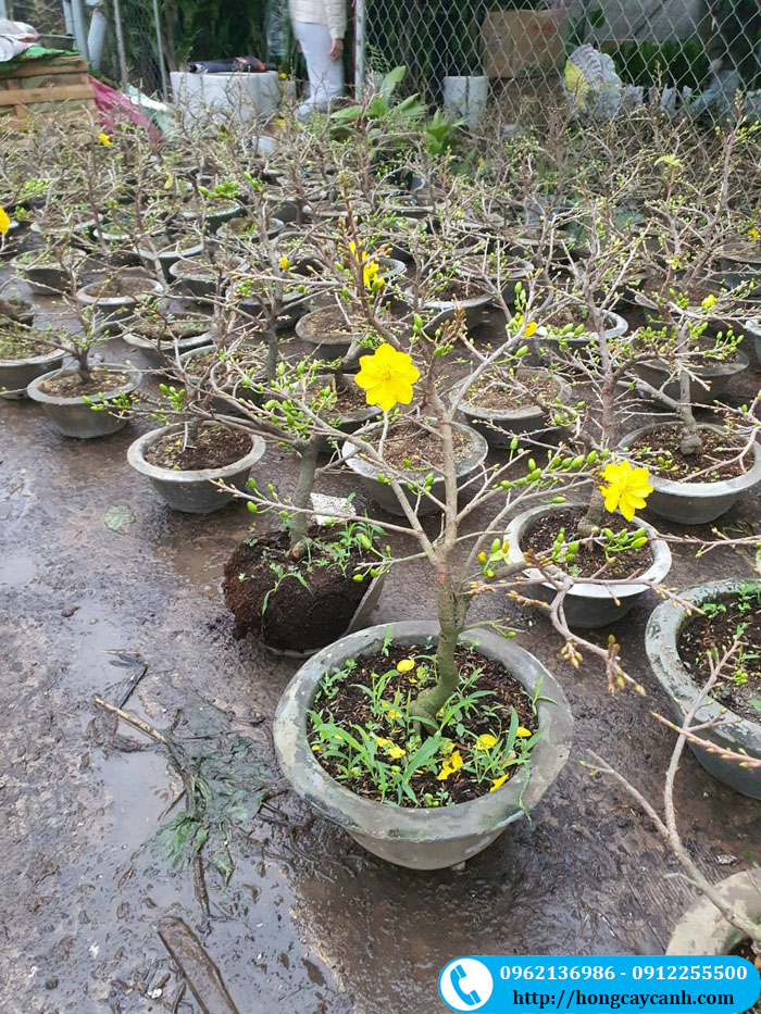 Hình ảnh cây mai vàng bonsai mini đẹp