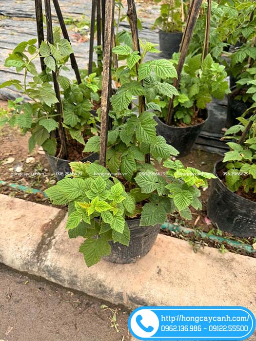 Cây mâm xôi đỏ vườn cung cấp