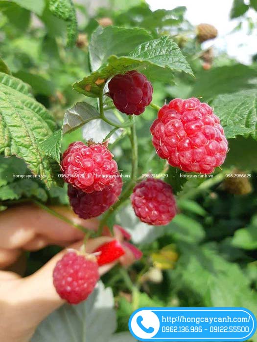 Quả mâm xôi đỏ giàu dinh dưỡng