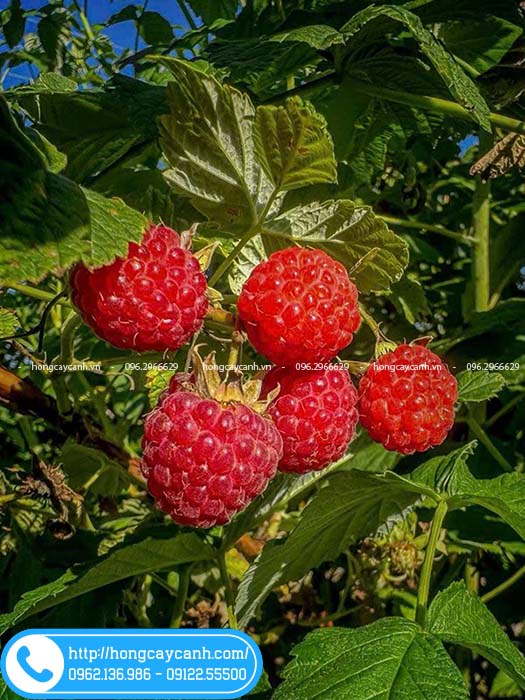 Quả mâm xôi đỏ chua ngọt