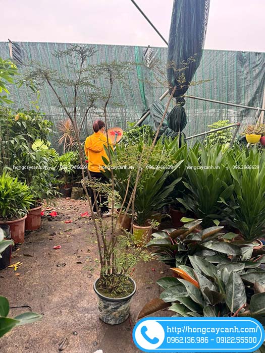 Nam thiên trúc cao 1m5-1m6