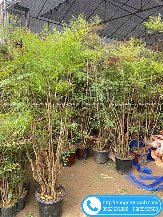 Nam thiên trúc cao 1m8-2m