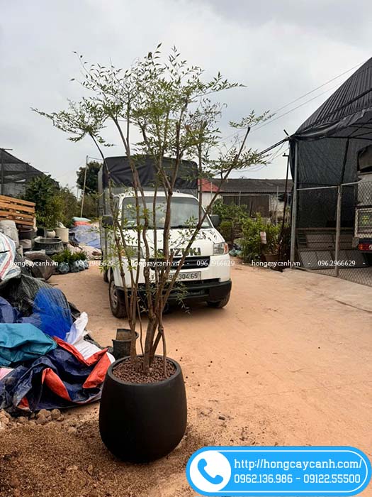 Nam thiên trúc trồng chậu đá mài