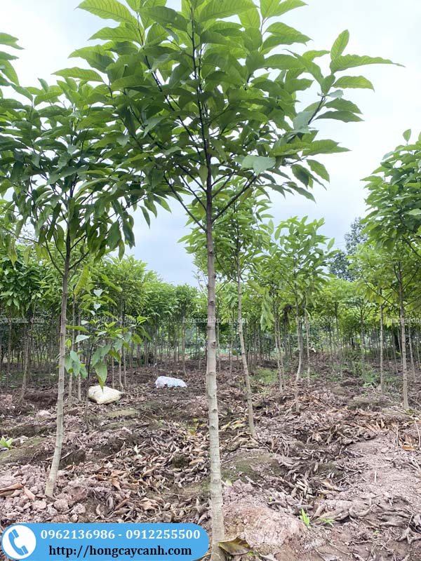Cây ngọc lan vàng hàng tree đường kính từ 2-7cm