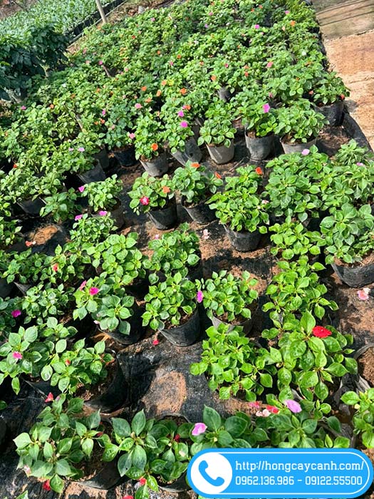 Bầu cây ngọc thảo đơn