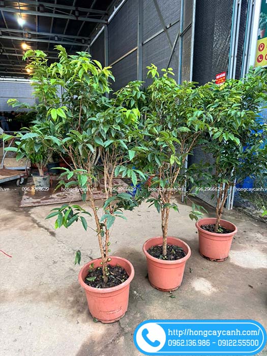 Cây nho thân gỗ cao hơn 1m sẵn quả