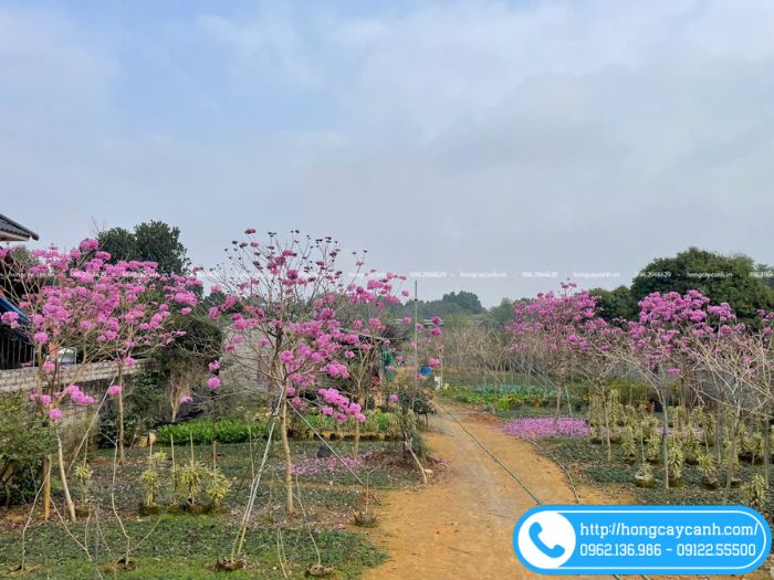 Cây phong linh tím tô điểm không gian lãng mạn hơn