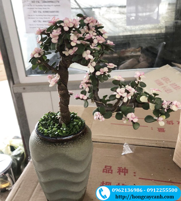 Cây sen đá đô la hồng tạo dáng bonsai