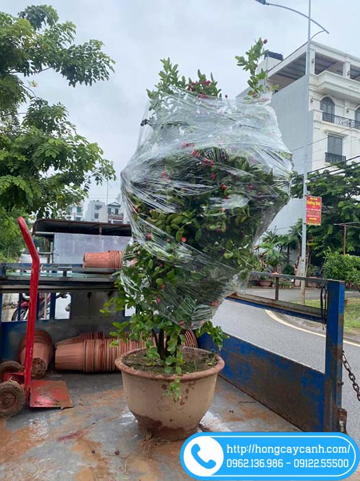 Cây Siro vườn gửi xe đi TP Thái Bình cho khách
