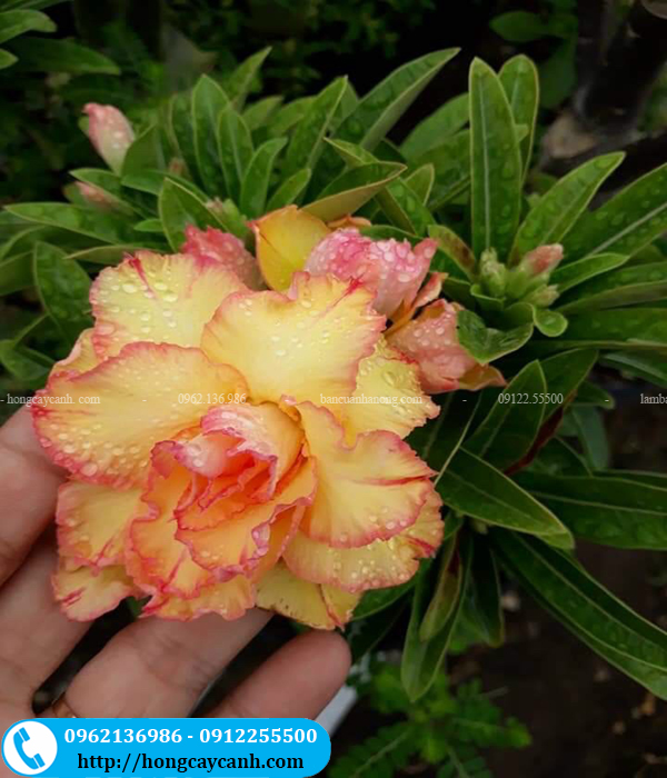 Hoa sứ cánh kép bông to màu sắc đẹp