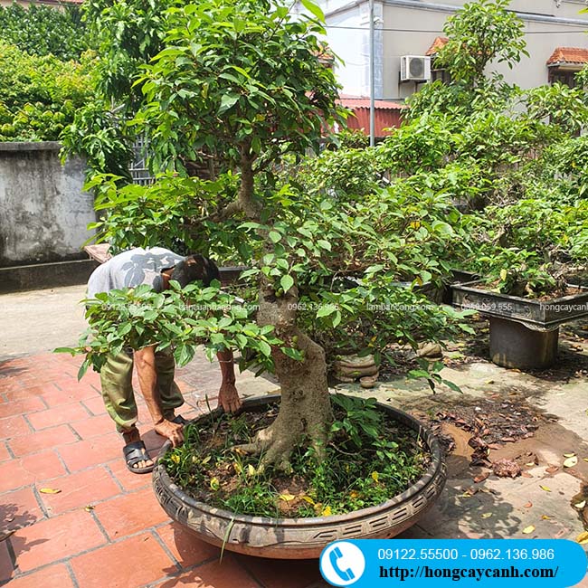 Cây sung bonsai trồng ang tròn