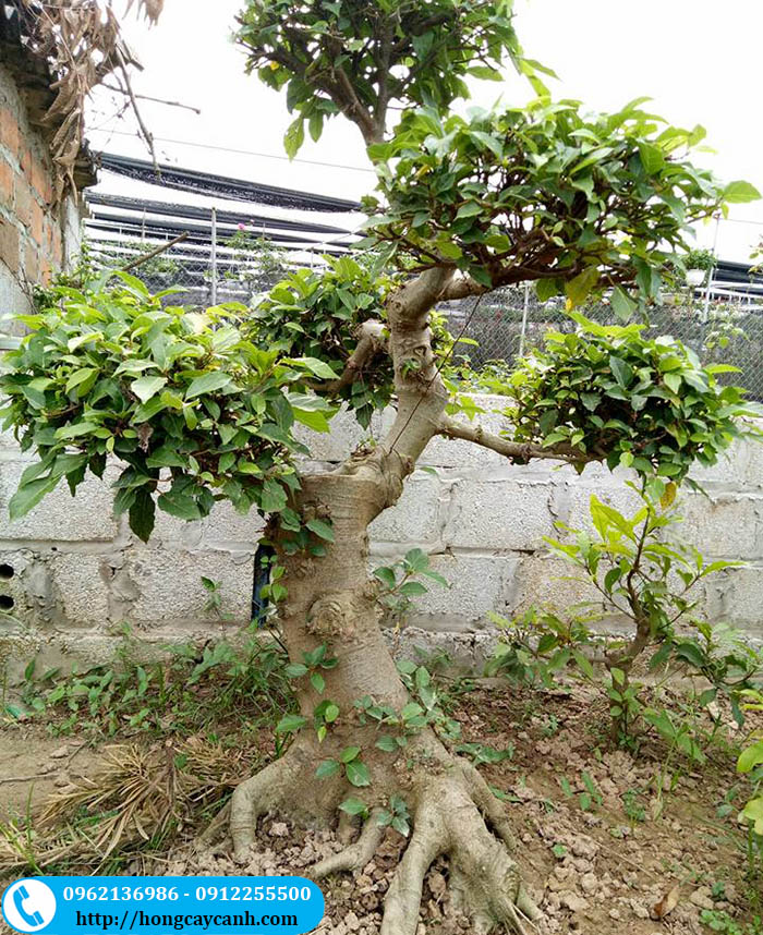 Trồng sung cảnh bonsai làm đẹp sân vườn