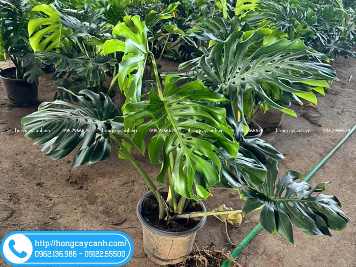 Trầu bà lá xẻ (monstera) size 1m