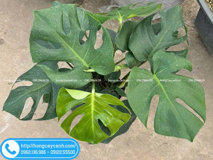 Trầu bà lá xẻ (monstera) lá xanh mơn mởn cả 4 mùa