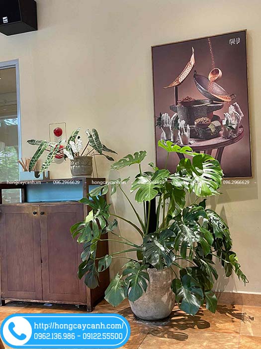 Cây trầu bà lá xẻ trồng chậu đất nung trang trí quán cafe Phê La Nguyễn Văn Cừ, HN