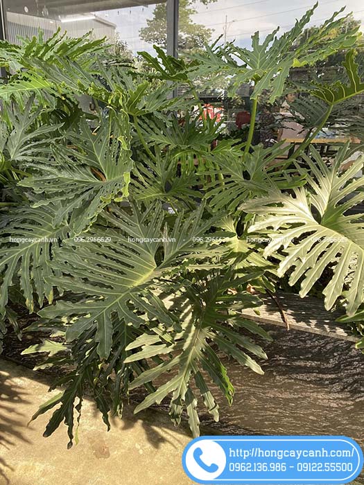 Cây trầu bà thanh xuân lá xẻ lớn