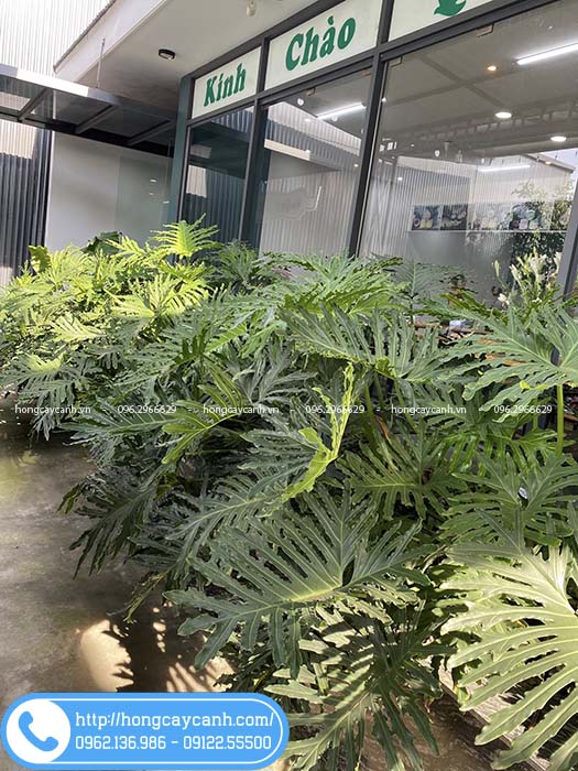 Cây trầu bà thanh xuân trí cửa hàng