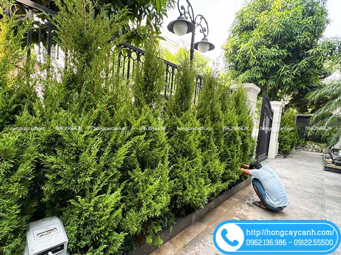 Hàng rào cây tùng tháp cao 2m4 vườn trồng tại Long Biên