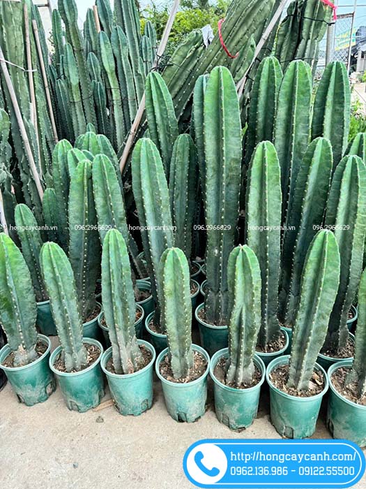 Xương rồng Thanh Sơn loại 1 thân