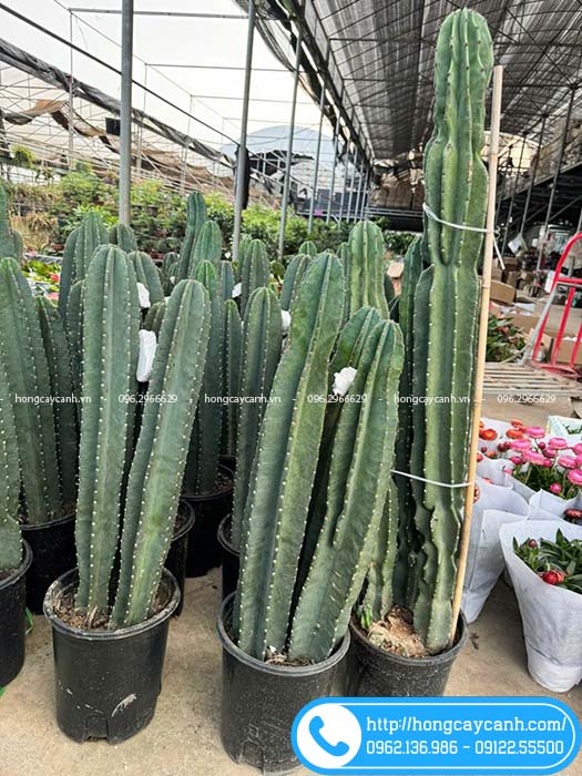 Xương rồng trụ đẹp