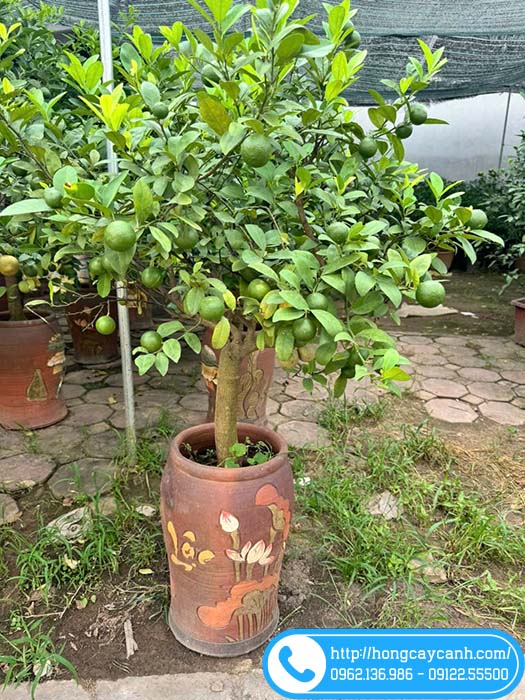 Hướng dẫn chăm sóc cây chanh tứ quý sai quả