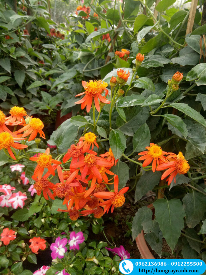 Hoa cúc leo mexico màu cam