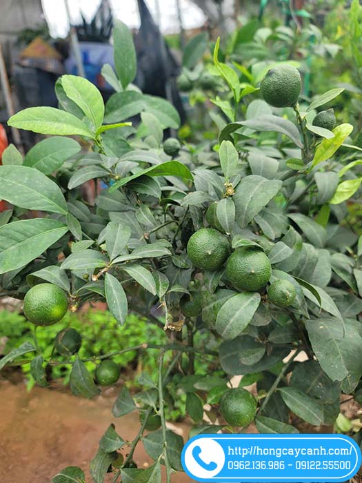Cây chanh ta sai quả