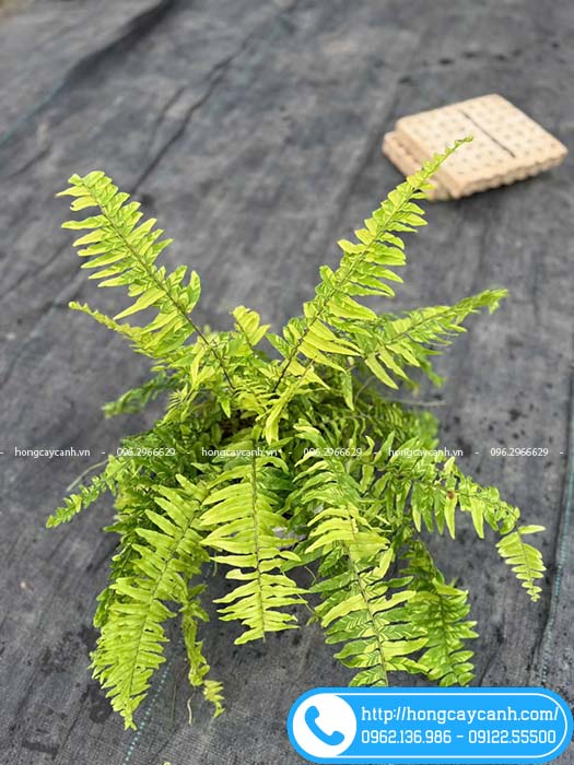 Chậu cây dương xỉ var
