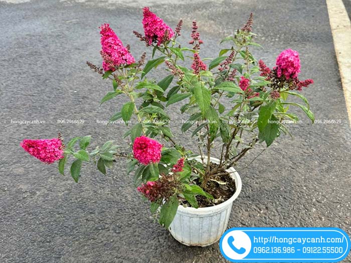 Chậu hoa hồng trầm hương