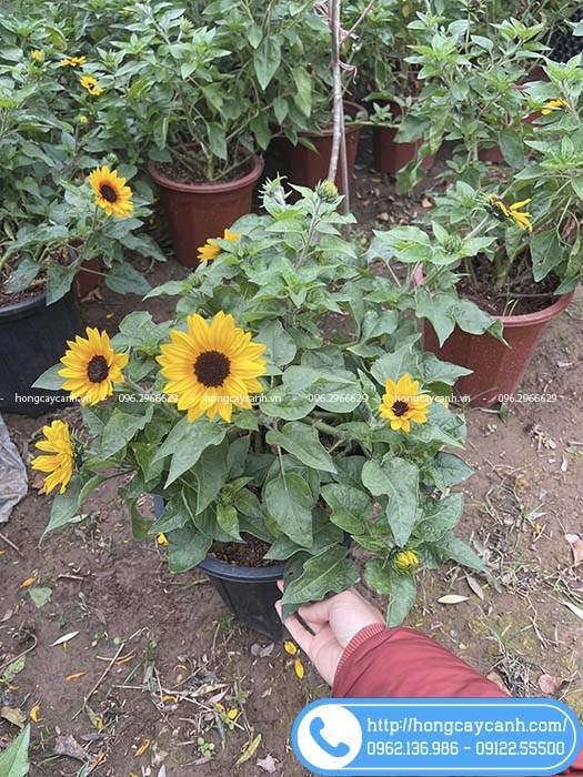 Chậu cây hướng dương thân gỗ