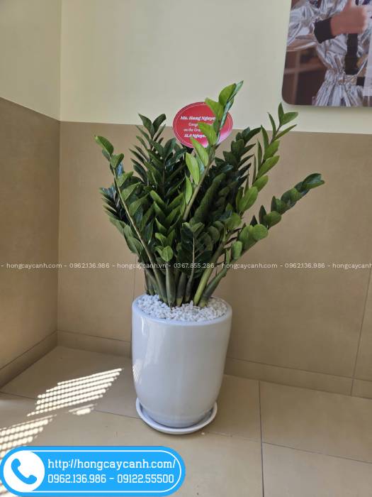 Chậu cây kim tiền kèm banner tặng khai trương đến đối tác