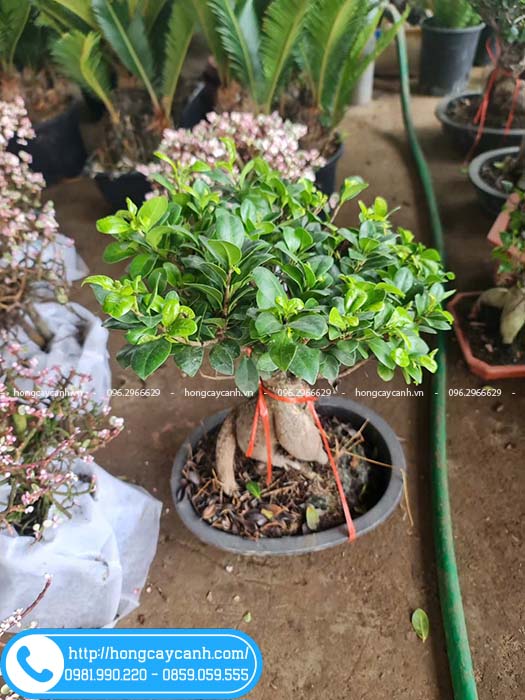 Chậu cây si Nhật tạo dáng bonsai