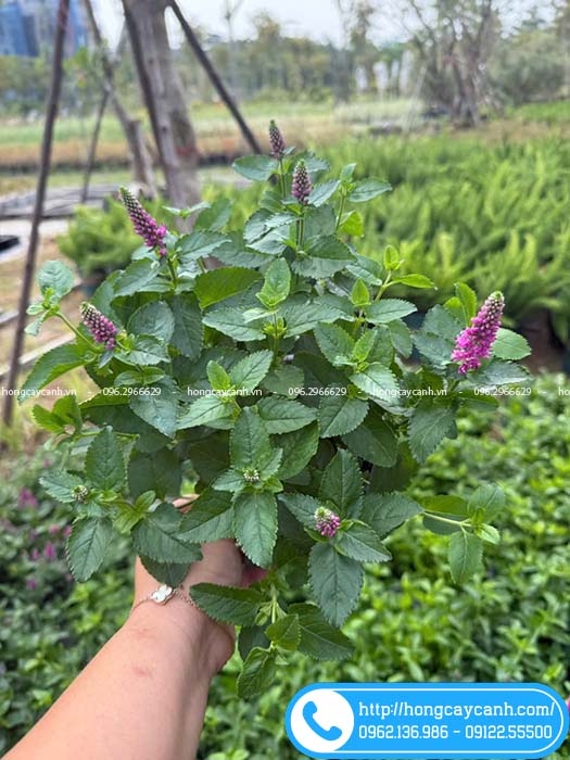 Những chậu hoa veronica vườn cung cấp