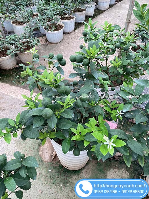 Cây chanh ta siêu quả