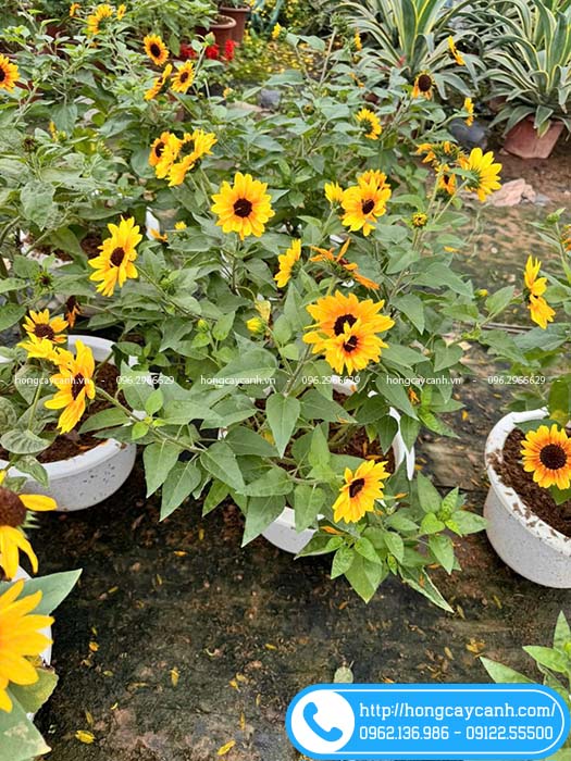 Chậu cây hướng dương thân gỗ lớn