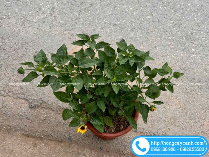 Chậu hoa hướng dương thân gỗ nhiều nụ