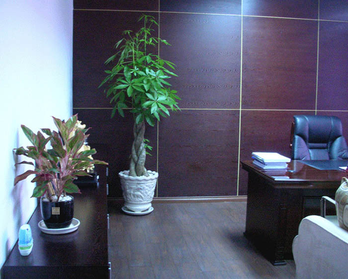 chậu cây kim ngân xoắn đặt trong nhà
