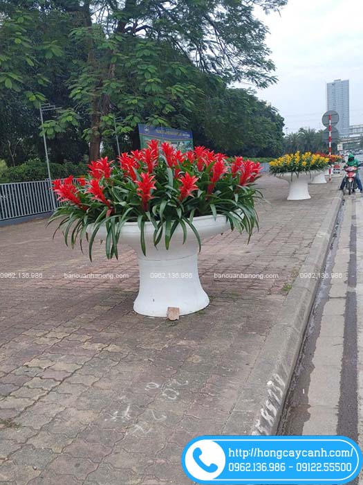 Chậu ly trắng 1m5 phù hợp với không gian rộng lớn