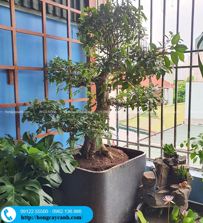 Cây sung bonsai trồng ban công cho khách tại đường Khuất Duy Tiến (Hà Nội)