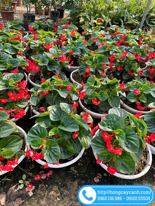 Chậu hoa thu hải đường treo sân vườn