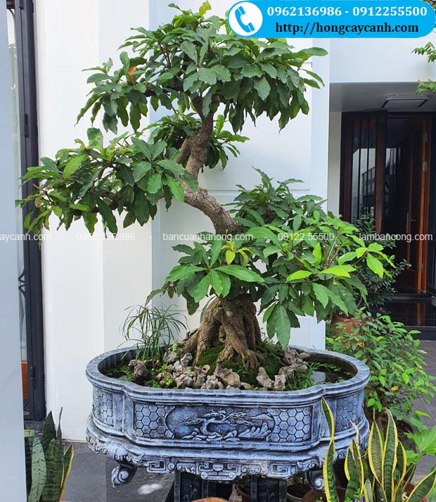 Chậu xi măng bầu dục 1m1 trồng cây bonsai