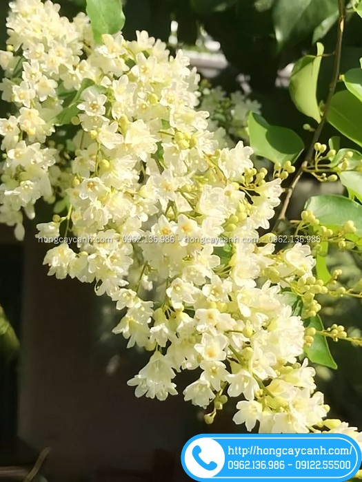 Chùm hoa đinh hương Nhật
